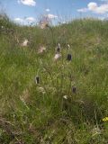 Pulsatilla pratensis