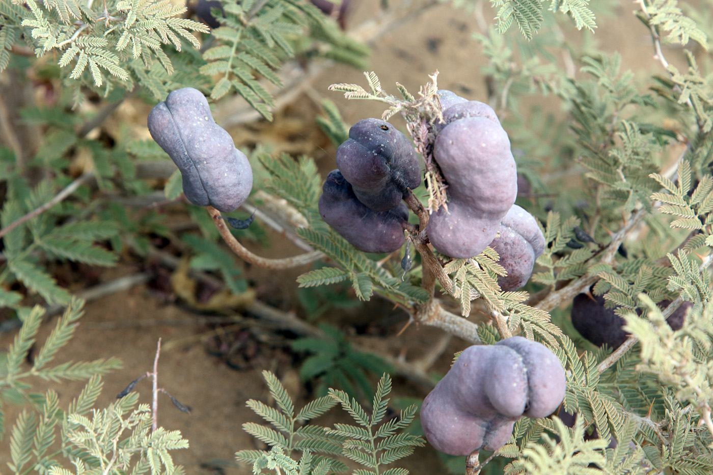 Изображение особи Lagonychium farctum.