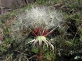 Taraxacum erythrospermum