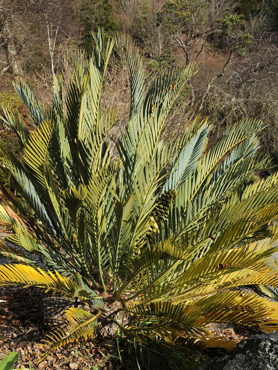 Изображение особи Encephalartos trispinosus.