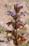 Orobanche cumana. Соцветие. Крым, Ленинский р-н, Опукский заповедник. 01.06.2017.