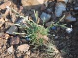 Dianthus klokovii