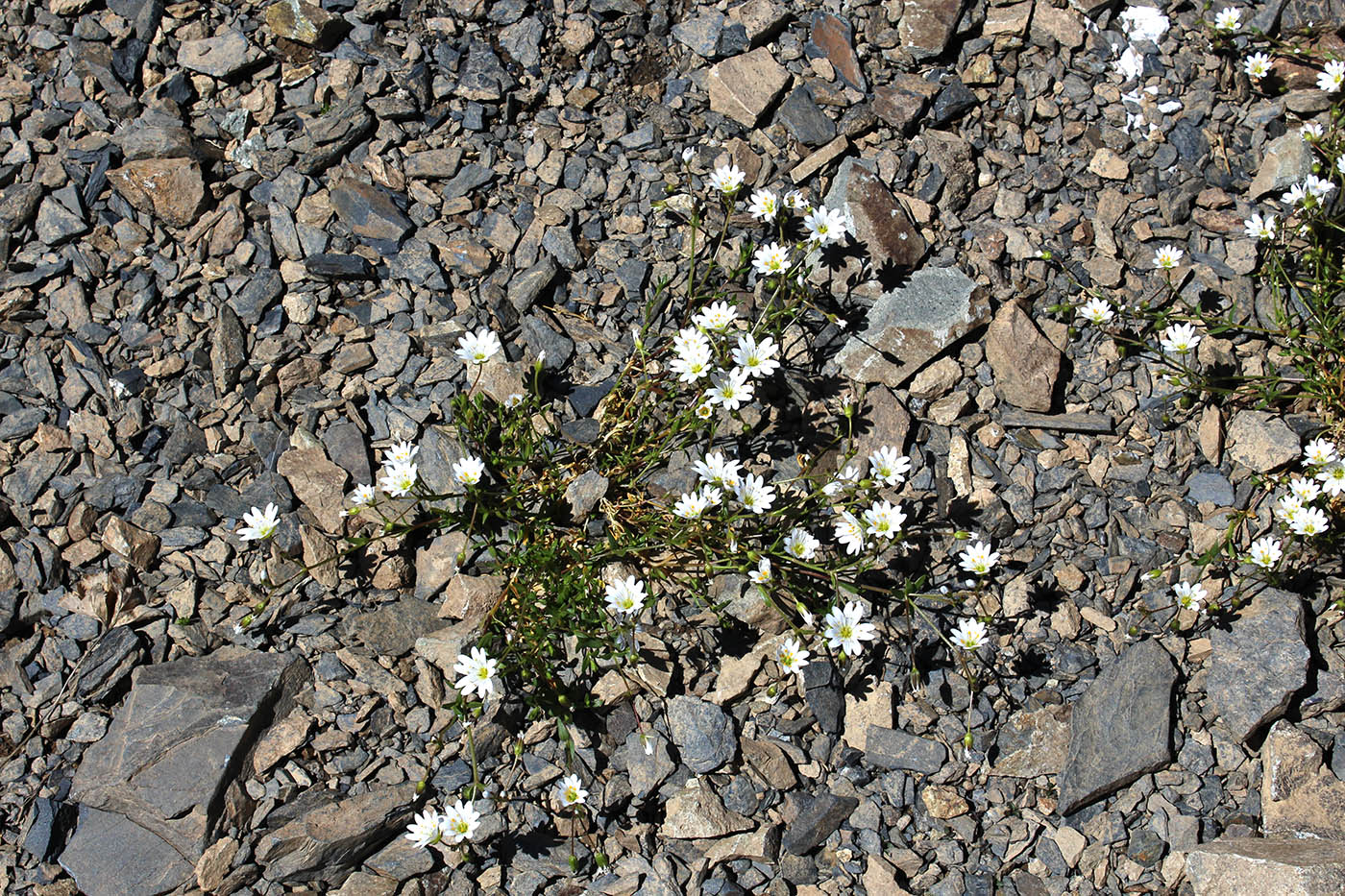 Изображение особи Dichodon cerastoides.