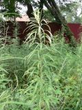 Artemisia selengensis