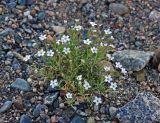 Gypsophila desertorum. Цветущее растение. Монголия, аймак Увс, берег оз. Хяргас-Нуур, ≈ 1100 м н.у.м., щебнистая пустыня. 10.06.2017.