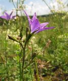 Campanula wolgensis. Верхушка цветущего растения. Средний Урал, Свердловская обл., городской округ Первоуральск, окр. с. Слобода, правый берег р. Чусовая, луг на террасе над известняковыми скалами. 15.07.2017.