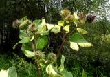 Arctium tomentosum