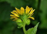 Doronicum macrophyllum. Общее соцветие с распустившейся и нераспустившимися корзинками (видны обёртки). Абхазия, Рицинский реликтовый национальный парк, гора Агура, урочище Каменная Поляна, ≈ 2300 м н.у.м., субальпийский луг. 14.07.2017.