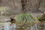 Carex szovitsii. Вегетирующее растение на плавнике. Краснодарский край, г. Усть-Лабинск, берег р. Кубань, зарастающая старица в пойменном лесу. 18.03.2018.