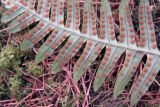 Polypodium sibiricum