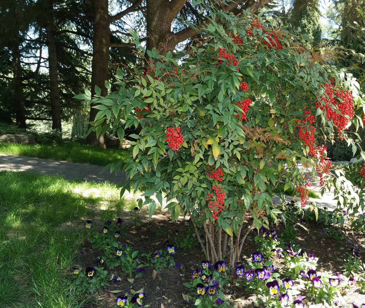 Изображение особи Nandina domestica.