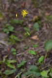 Lapsana grandiflora