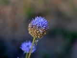 Jasione montana