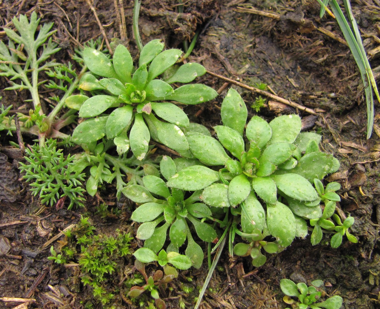 Изображение особи Erophila verna.