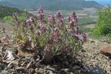 Teucrium krymense