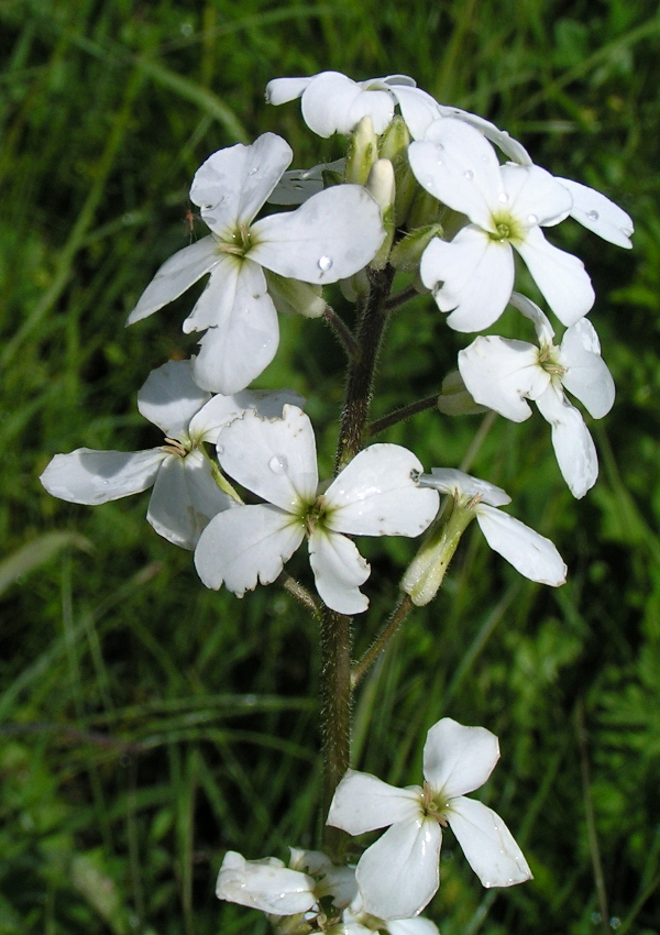 Image of Hesperis sibirica ssp. pseudonivea specimen.