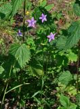 Campanula patula