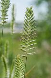 Agropyron pectinatum