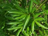 Paeonia lactiflora