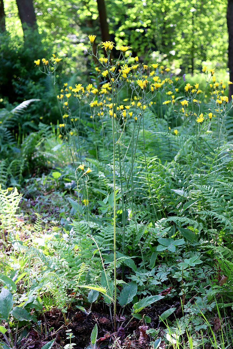 Изображение особи Hieracium sylvularum.