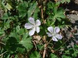 Geranium collinum