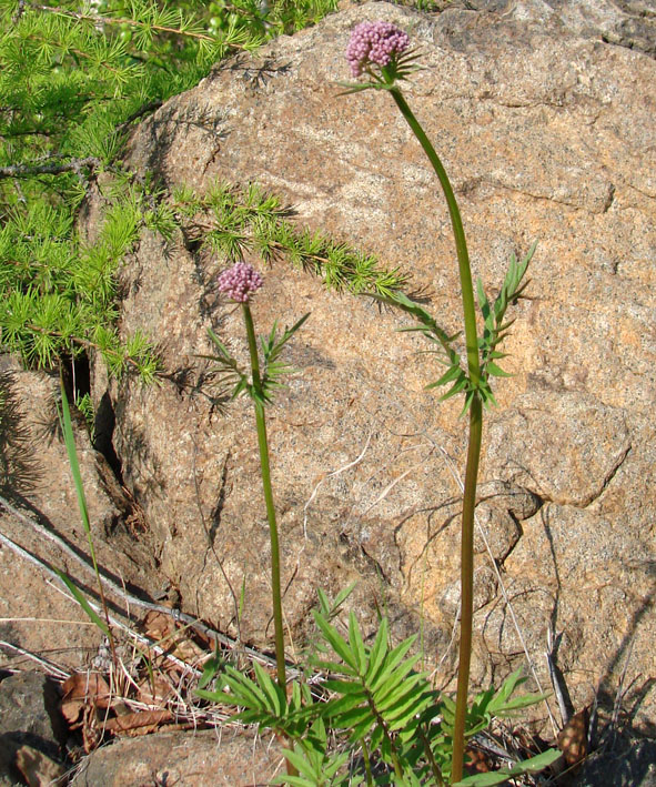 Изображение особи Valeriana alternifolia.