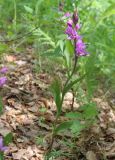 Cephalanthera rubra