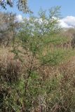 Artemisia annua. Зацветающее растение. Крым, Севастополь, западное побережье, берег реки Кача. 21.09.2022.