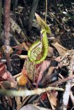 Nepenthes rafflesiana. Ловчий кувшинчик. Малайзия, штат Саравак, национальный парк \"Бако\". 30.04.2008.