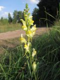 Linaria vulgaris. Соцветие. Томск, окр. ж.-д. ст. Томск-Северный, обочина просёлочной дороги. 07.08.2012.