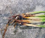 Juncus conglomeratus