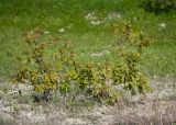 Acer tataricum. Вегетирующее растение. Краснодарский край, Крымский р-н, окр. станицы Неберджаевская, ур. Темрючки, борт заброшенного карьера, на обломках мергеля. 05.05.2023.