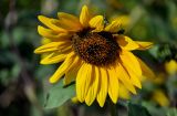 Helianthus annuus