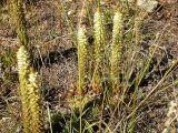 Orostachys spinosa. Цветущие растения. Бурятия, полупустыня у Ю побережья оз. Гусиное, 12 августа 2005 г.