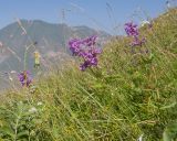 Смотреть изображение Betonica macrantha