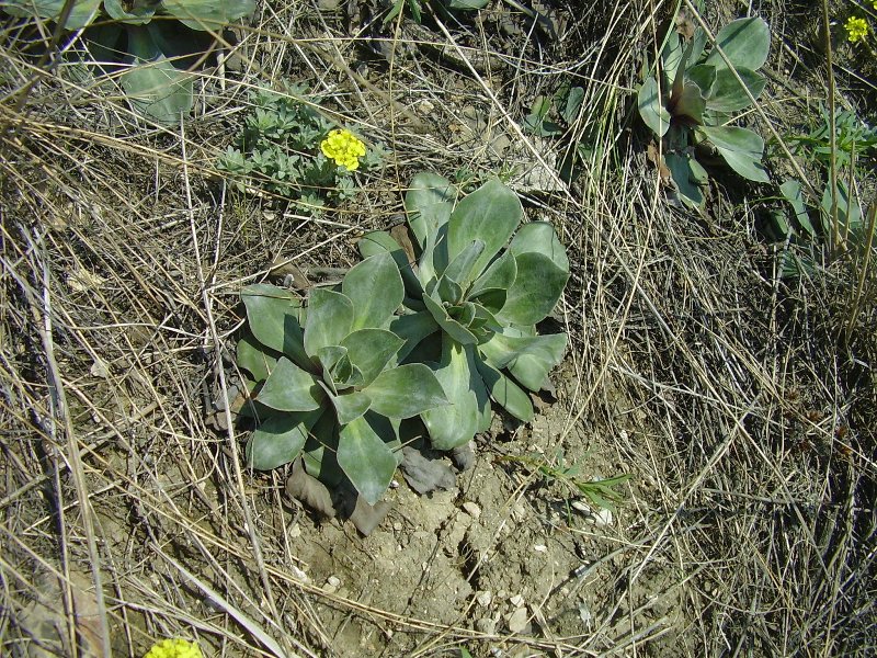 Изображение особи Goniolimon speciosum.