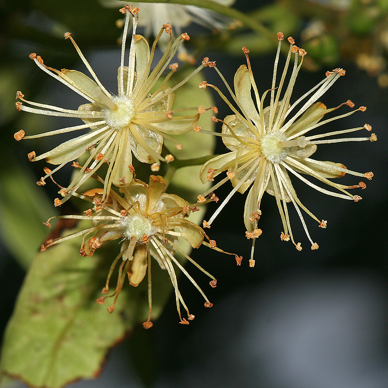 Image of Tilia cordata specimen.