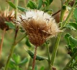 Cirsium arvense. Соплодие. Ростовская обл., Азовский р-н, с. Кугей, степной склон балки. 16.08.2011.