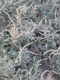 Atriplex tatarica