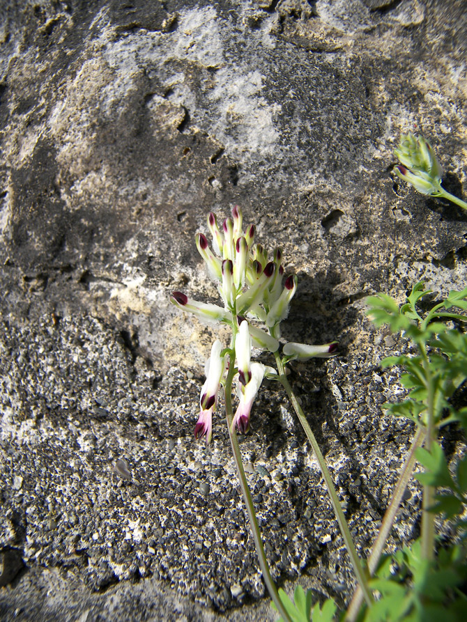 Изображение особи Fumaria capreolata.