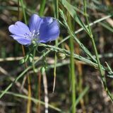 Linum squamulosum