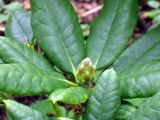 Rhododendron brachycarpum