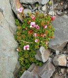 Saxifraga asiatica