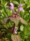 Lamium purpureum. Верхушка цветущего растения. Украина, Запорожье, о-в Хортица. 06.04.2013.