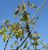 Vitex agnus-castus