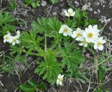 Anemonastrum sibiricum. Цветущее растение. Камчатский край, Ключевская группа вулканов, окрестности перевала Толбачинский. 21.07.2013.