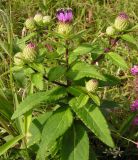 Cirsium vlassovianum. Цветущее растение. Приморский край, г. Владивосток, бухта Соболь, прибрежный склон. 06.09.2013.