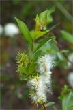 Salix phylicifolia