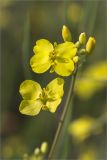 Brassica napus. Цветки. Ленинградская обл., Волосовский р-н, окр. дер. Сырковицы, сельскохозяйственные посевы. 13.07.2014.