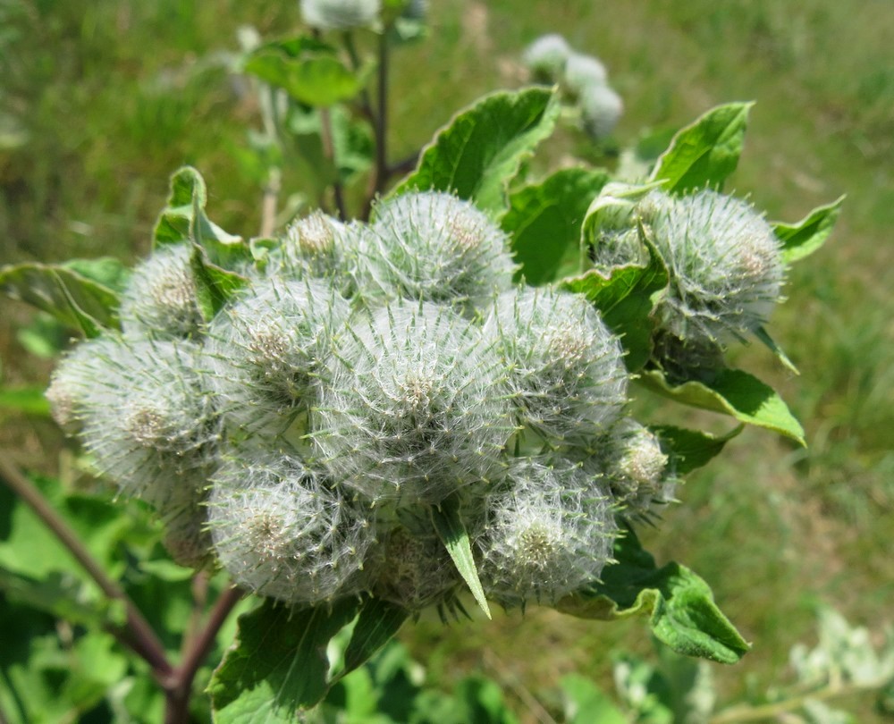 Изображение особи Arctium tomentosum.